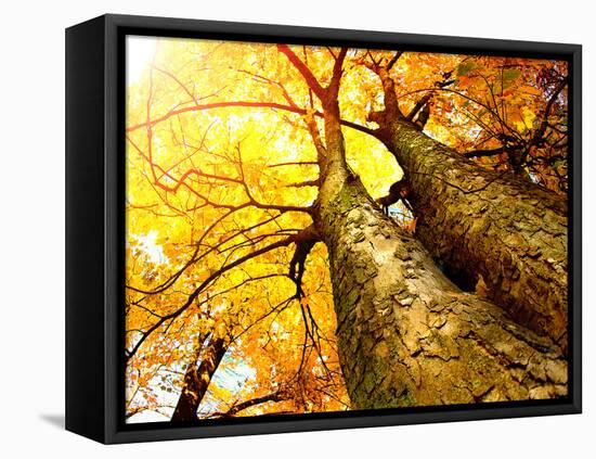 Autumn Trees.Fall-Subbotina Anna-Framed Premier Image Canvas