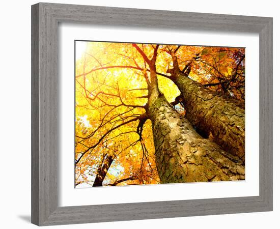 Autumn Trees.Fall-Subbotina Anna-Framed Photographic Print