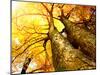 Autumn Trees.Fall-Subbotina Anna-Mounted Photographic Print