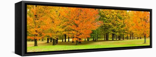 Autumn trees in a park, Chestnut Ridge County Park, Orchard Park, Erie County, New York State, USA-null-Framed Premier Image Canvas