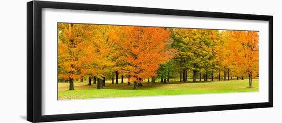 Autumn trees in a park, Chestnut Ridge County Park, Orchard Park, Erie County, New York State, USA-null-Framed Photographic Print