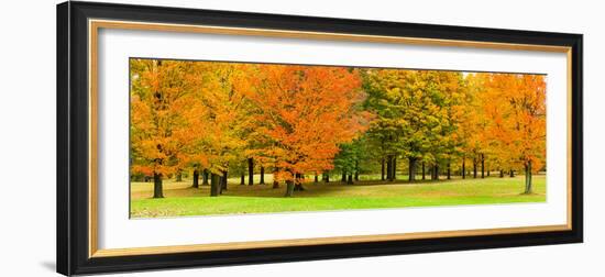Autumn trees in a park, Chestnut Ridge County Park, Orchard Park, Erie County, New York State, USA-null-Framed Photographic Print