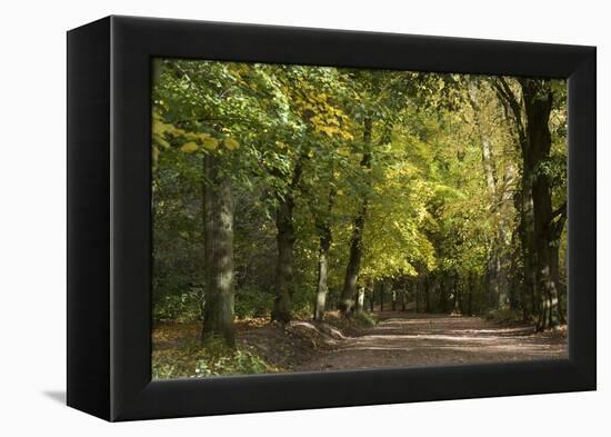 Autumn Trees in Hampstead Heath-Natalie Tepper-Framed Premier Image Canvas