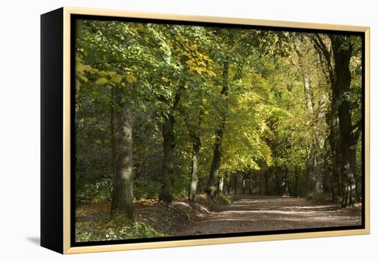 Autumn Trees in Hampstead Heath-Natalie Tepper-Framed Premier Image Canvas