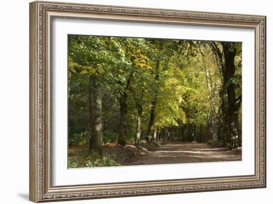 Autumn Trees in Hampstead Heath-Natalie Tepper-Framed Photographic Print