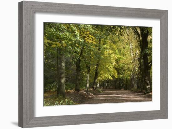 Autumn Trees in Hampstead Heath-Natalie Tepper-Framed Photographic Print