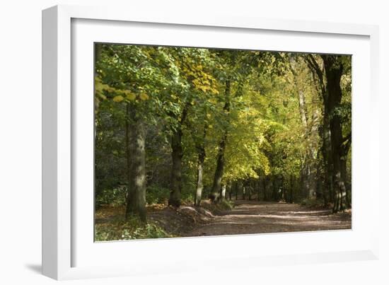 Autumn Trees in Hampstead Heath-Natalie Tepper-Framed Photographic Print