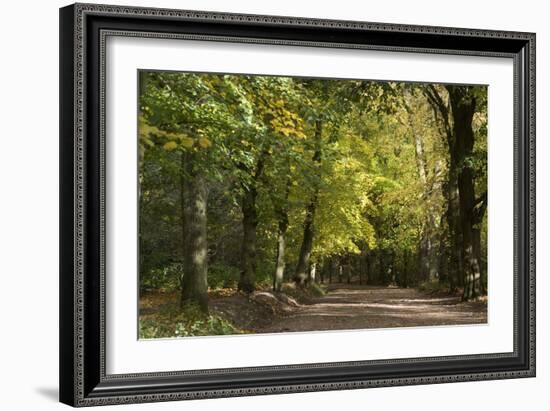 Autumn Trees in Hampstead Heath-Natalie Tepper-Framed Photographic Print