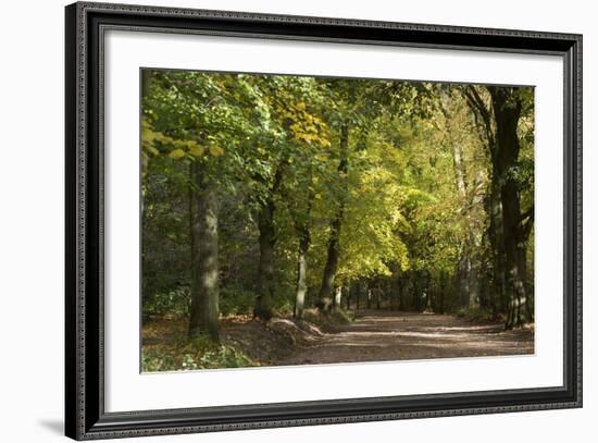 Autumn Trees in Hampstead Heath-Natalie Tepper-Framed Photographic Print