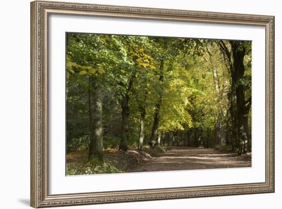 Autumn Trees in Hampstead Heath-Natalie Tepper-Framed Photographic Print