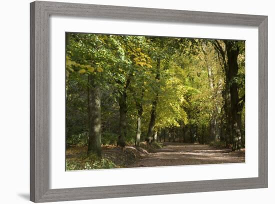 Autumn Trees in Hampstead Heath-Natalie Tepper-Framed Photographic Print