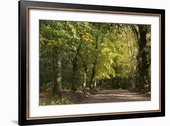Autumn Trees in Hampstead Heath-Natalie Tepper-Framed Photographic Print