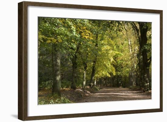 Autumn Trees in Hampstead Heath-Natalie Tepper-Framed Photographic Print