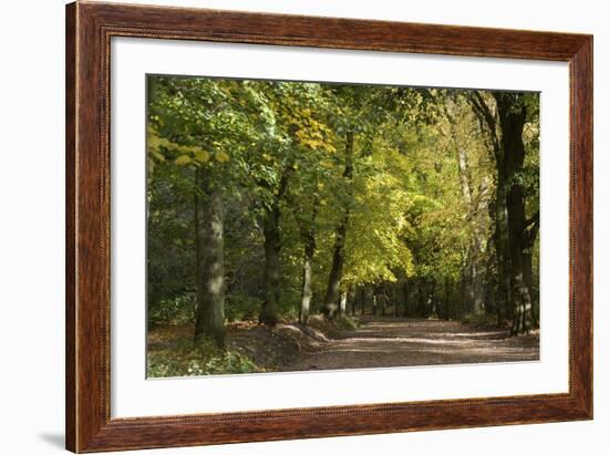 Autumn Trees in Hampstead Heath-Natalie Tepper-Framed Photographic Print