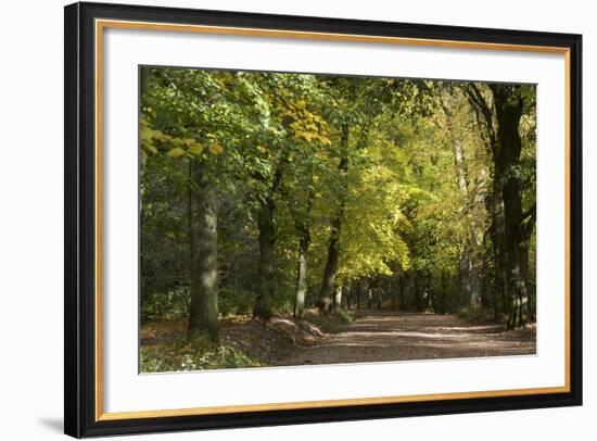 Autumn Trees in Hampstead Heath-Natalie Tepper-Framed Photographic Print