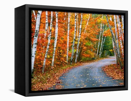Autumn Trees Lining Country Road-Cindy Kassab-Framed Premier Image Canvas
