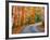 Autumn Trees Lining Country Road-Cindy Kassab-Framed Photographic Print