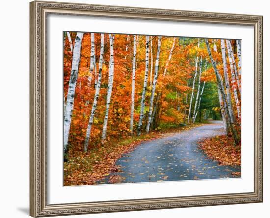 Autumn Trees Lining Country Road-Cindy Kassab-Framed Photographic Print