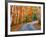 Autumn Trees Lining Country Road-Cindy Kassab-Framed Photographic Print