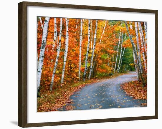 Autumn Trees Lining Country Road-Cindy Kassab-Framed Photographic Print