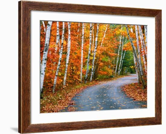 Autumn Trees Lining Country Road-Cindy Kassab-Framed Photographic Print