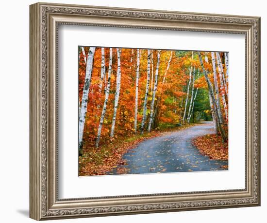 Autumn Trees Lining Country Road-Cindy Kassab-Framed Photographic Print