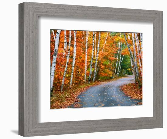 Autumn Trees Lining Country Road-Cindy Kassab-Framed Photographic Print