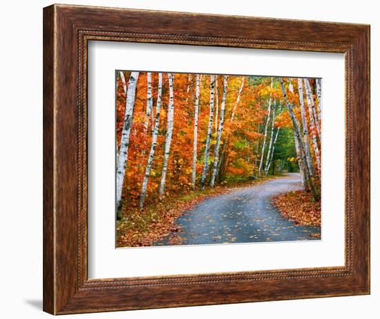 Autumn Trees Lining Country Road-Cindy Kassab-Framed Photographic Print