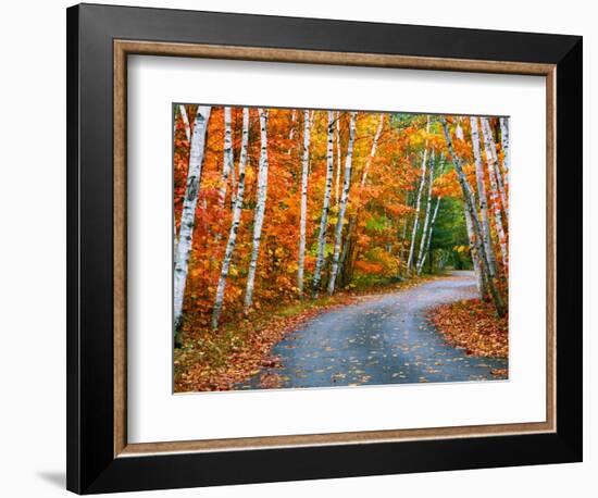 Autumn Trees Lining Country Road-Cindy Kassab-Framed Photographic Print