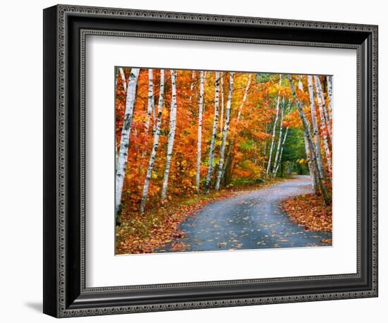 Autumn Trees Lining Country Road-Cindy Kassab-Framed Photographic Print