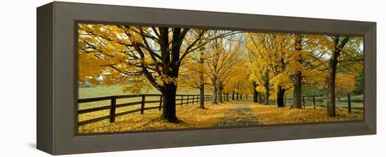 Autumn Trees Near Waynesboro Virginia USA-null-Framed Stretched Canvas