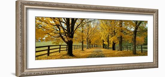 Autumn Trees Near Waynesboro Virginia USA-null-Framed Photographic Print