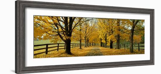 Autumn Trees Near Waynesboro Virginia USA-null-Framed Photographic Print