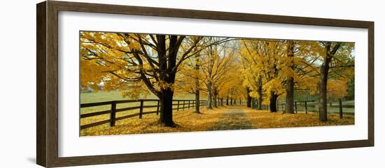 Autumn Trees Near Waynesboro Virginia USA-null-Framed Photographic Print