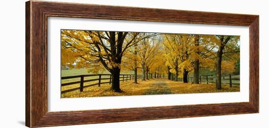 Autumn Trees Near Waynesboro Virginia USA-null-Framed Photographic Print