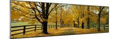 Photographic Print