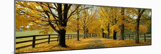 Autumn Trees Near Waynesboro Virginia USA-null-Mounted Photographic Print