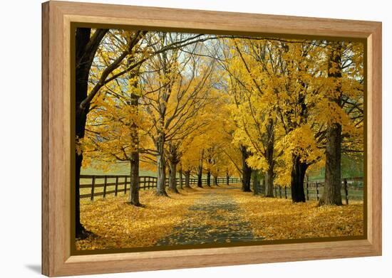 Autumn Trees near Waynesboro Virginia USA-null-Framed Premier Image Canvas