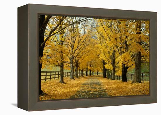 Autumn Trees near Waynesboro Virginia USA-null-Framed Premier Image Canvas