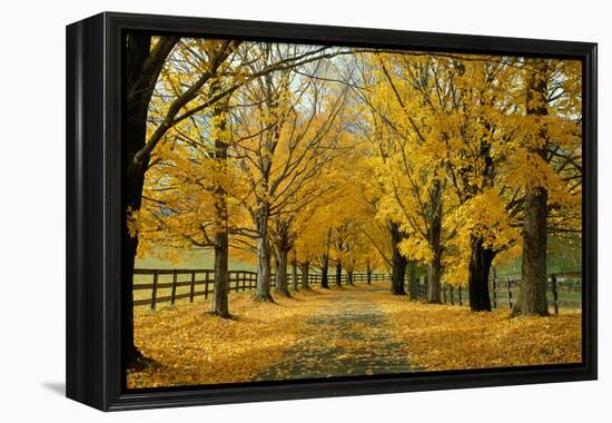 Autumn Trees near Waynesboro Virginia USA-null-Framed Premier Image Canvas