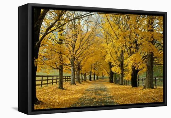 Autumn Trees near Waynesboro Virginia USA-null-Framed Premier Image Canvas