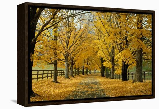 Autumn Trees near Waynesboro Virginia USA-null-Framed Premier Image Canvas