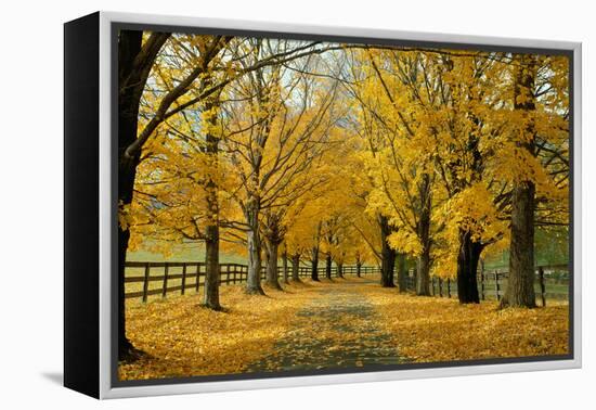 Autumn Trees near Waynesboro Virginia USA-null-Framed Premier Image Canvas