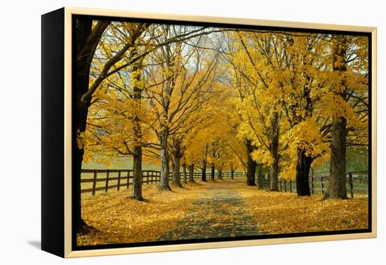 Autumn Trees near Waynesboro Virginia USA-null-Framed Premier Image Canvas