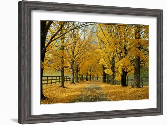 Autumn Trees near Waynesboro Virginia USA-null-Framed Photographic Print