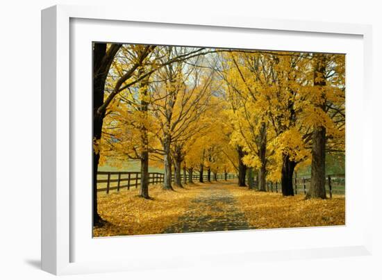 Autumn Trees near Waynesboro Virginia USA-null-Framed Photographic Print