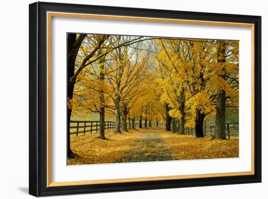 Autumn Trees near Waynesboro Virginia USA--Framed Photographic Print