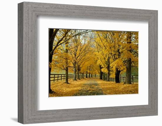 Autumn Trees near Waynesboro Virginia USA-null-Framed Photographic Print