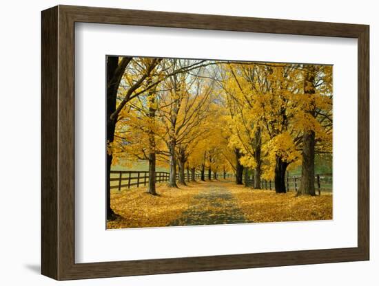 Autumn Trees near Waynesboro Virginia USA-null-Framed Photographic Print