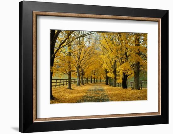 Autumn Trees near Waynesboro Virginia USA-null-Framed Photographic Print